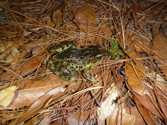 Lithobates lenca