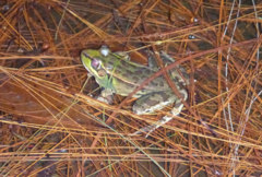 Lithobates lenca