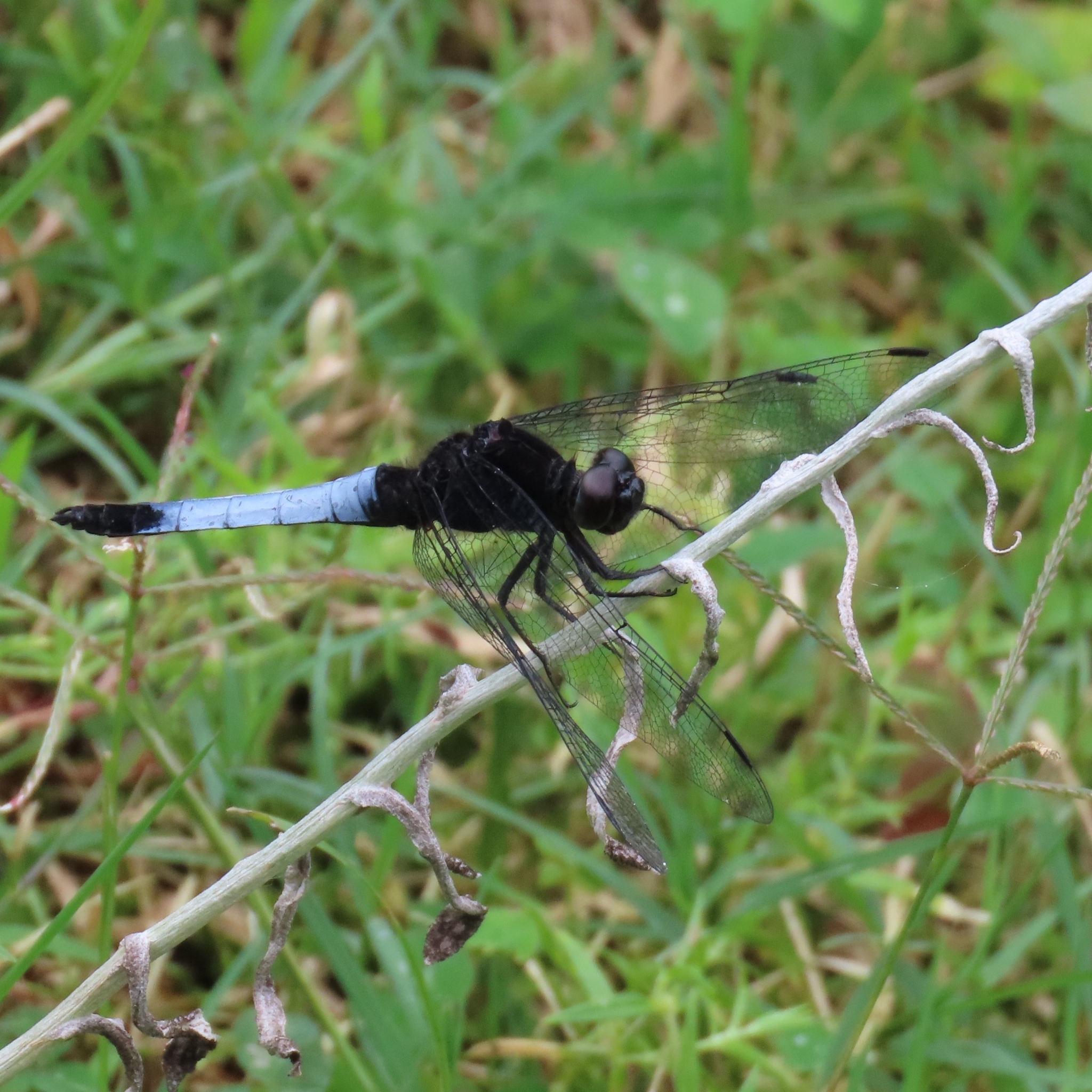 Blue-Tailed Forest Hawk