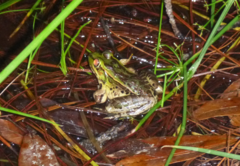Lithobates lenca
