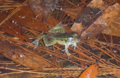 Lithobates lenca