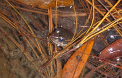 Lithobates lenca
