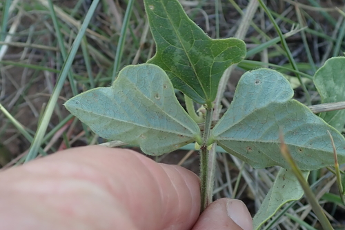 Image of Vigna unguiculata by no rights reserved