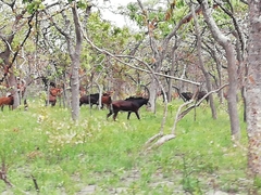Hippotragus niger variani
