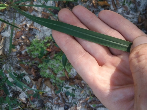 Image of Erianthus strictus by (c) Will McFarland, some rights reserved (CC BY)