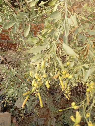 tree tobacco