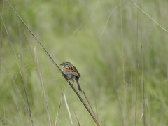 Xenospiza baileyi