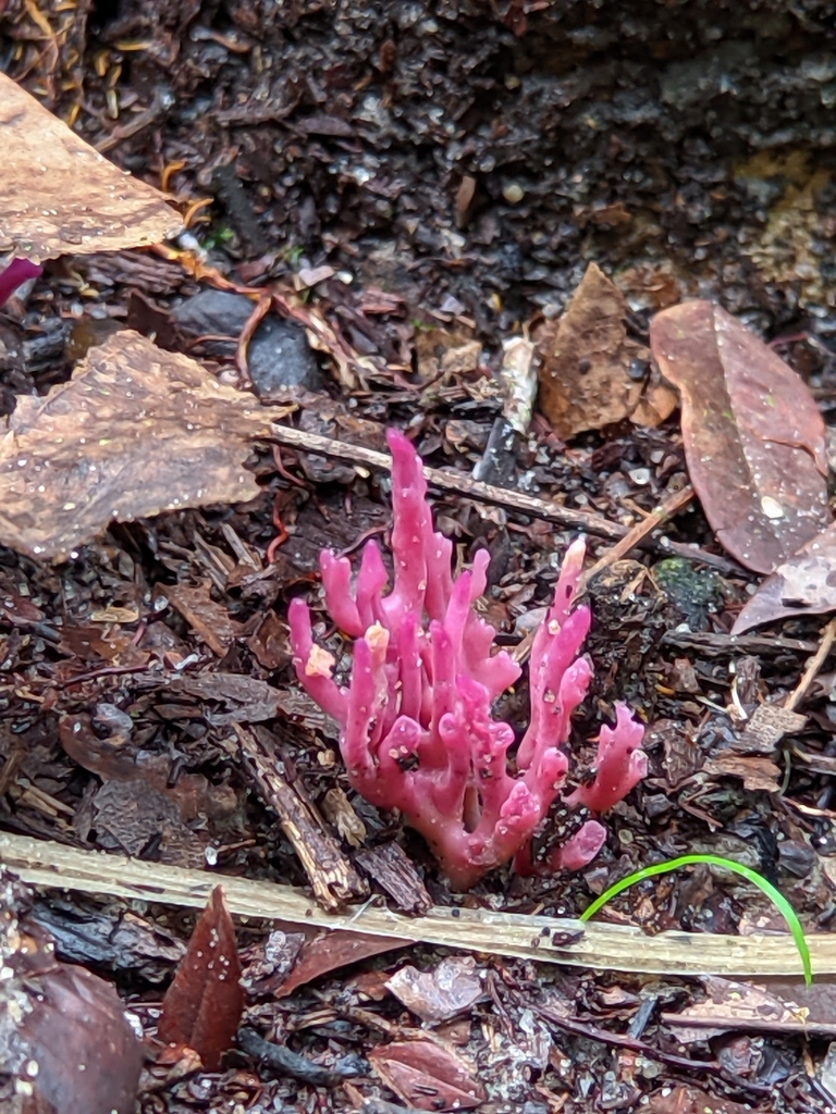 Clavaria schaefferi · July 2025 · photo: © elioliveira (iNaturalist, cc-by)