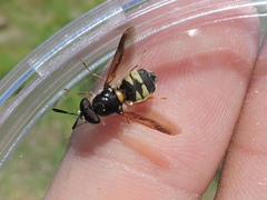 Hoplitimyia constans
