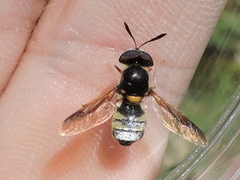 Hoplitimyia constans