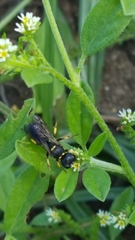 Ectemnius paucimaculatus