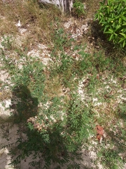 Tephrosia cinerea