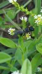 Ectemnius paucimaculatus