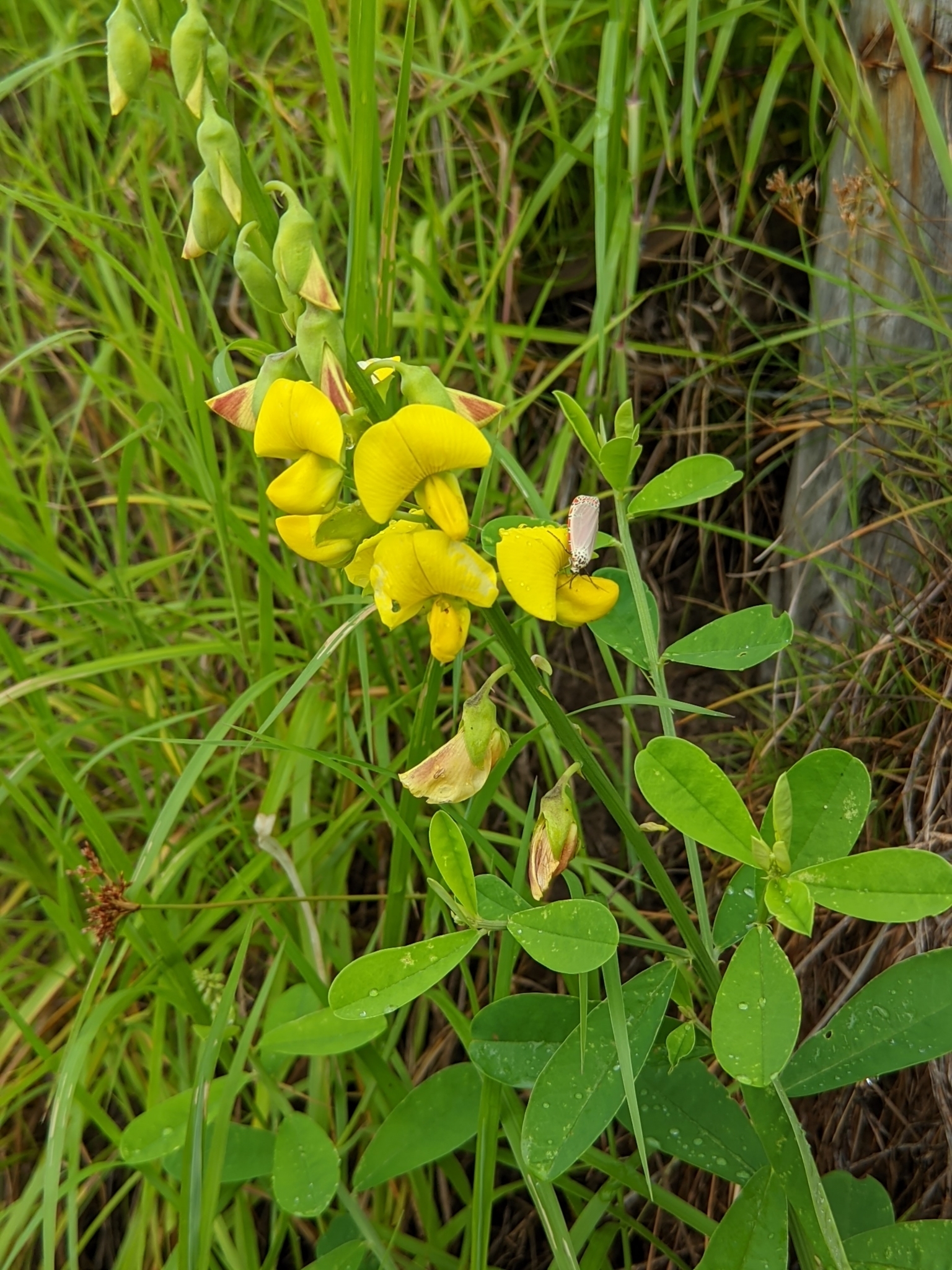 Crotalaria retusa