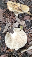 Lactifluus