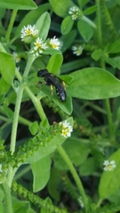 Ectemnius paucimaculatus