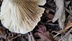 Lactifluus