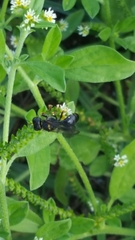 Ectemnius paucimaculatus