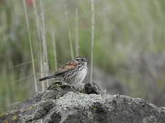 Xenospiza baileyi