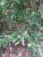 Rochefortia acanthophora