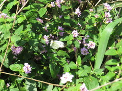 Ascia monuste orseis