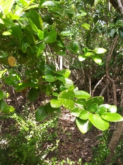 Malpighia infestissima