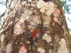 Stenelytrana emarginata
