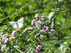 Ascia monuste orseis