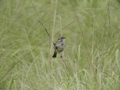 Xenospiza baileyi
