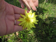 Pyrrhopappus pauciflorus