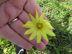 Pyrrhopappus pauciflorus