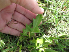 Pyrrhopappus pauciflorus