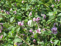 Ascia monuste orseis