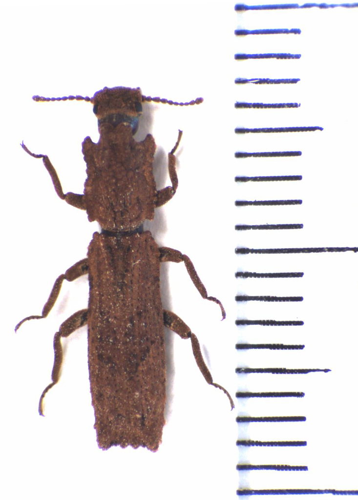 Rytinotus squamulosus