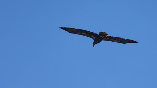 Bald Eagle photographed in Utah