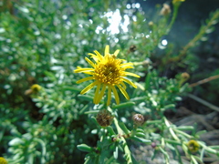 Limbarda crithmoides longifolia