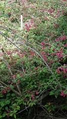 Cestrum elegans