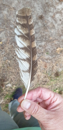 View observation of {o.common_name} on iNaturalist