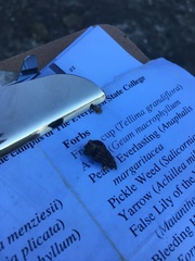 Pagurus hirsutiusculus