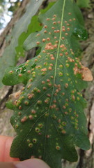 Neuroterus saltarius