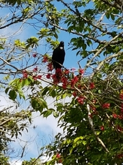 Cestrum elegans