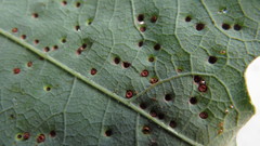Neuroterus saltarius