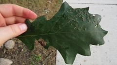 Neuroterus saltarius