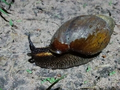 Achatina schweinfurthi
