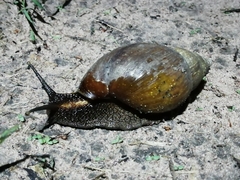 Achatina schweinfurthi