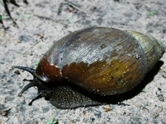 Achatina schweinfurthi