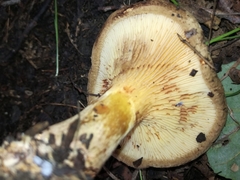 Paxillus rubicundulus