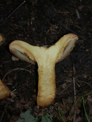 Paxillus rubicundulus