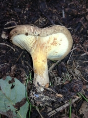 Paxillus rubicundulus