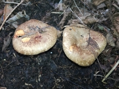Paxillus rubicundulus